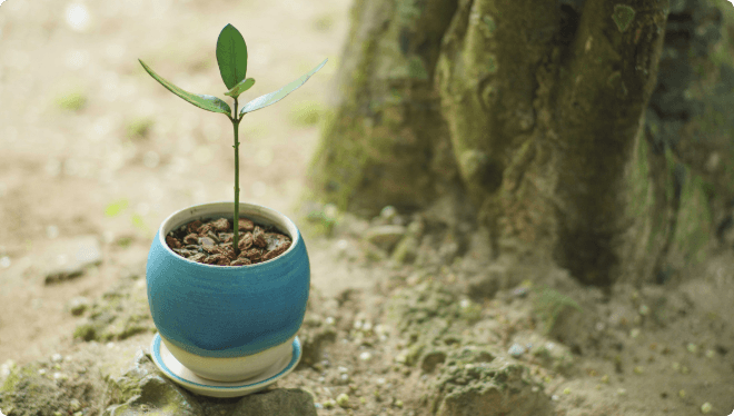 plant